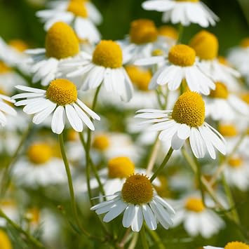 PREMIER SEEDS DIRECT - HERB - German Chamomile   2.5GM - Approx 30,000 Seeds