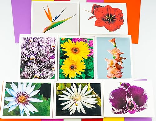 Miniatura 100 de Blooming Flowers – Orquídea Phalaenopsis – Tarjetas fotográficas de alta gama, pesadas y suaves, 8 con 10 sobres de colores, juego en caja