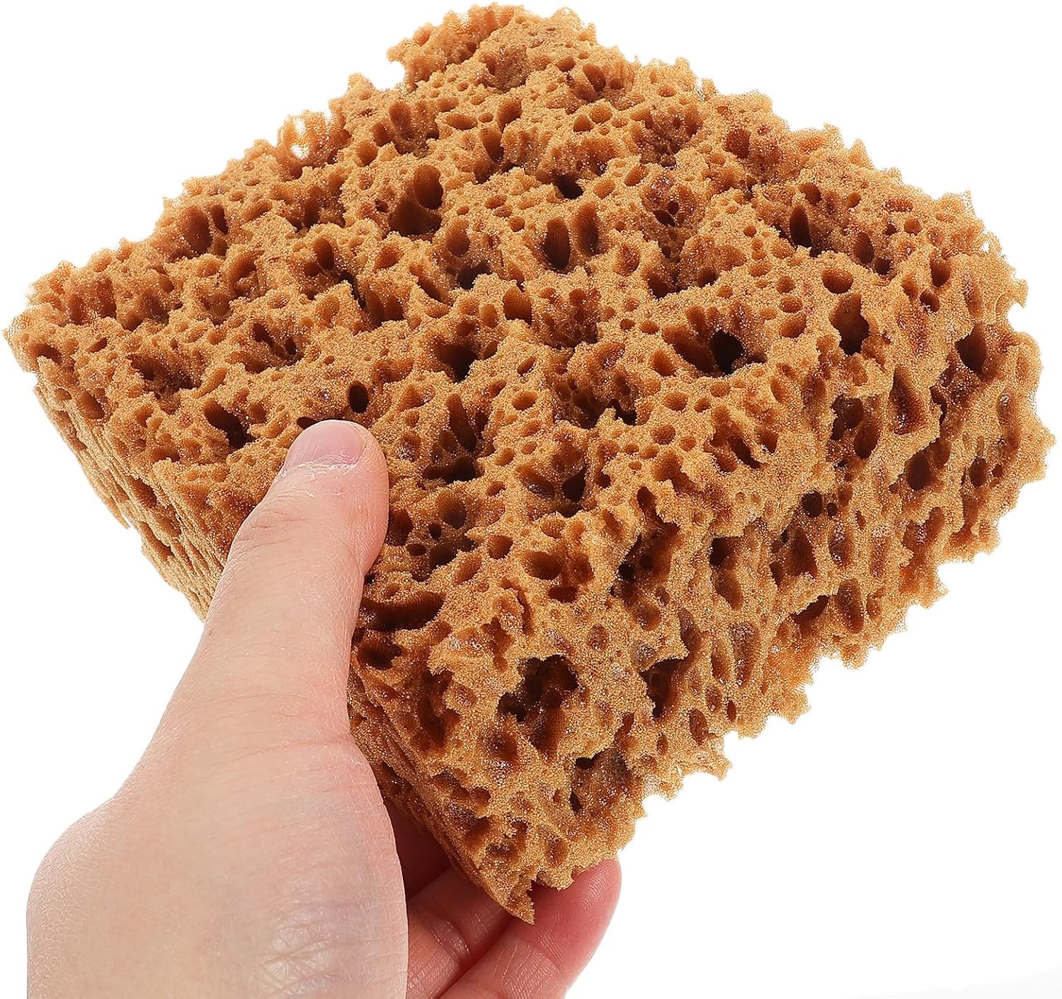 TEHAUX Natural Flower Sponge Brush and Artists, Medium Seaweed Texture Paint Sponge for Wall, Furniture, and Craft Painting, Soft Finger Painting Tool for Creative Art Projects