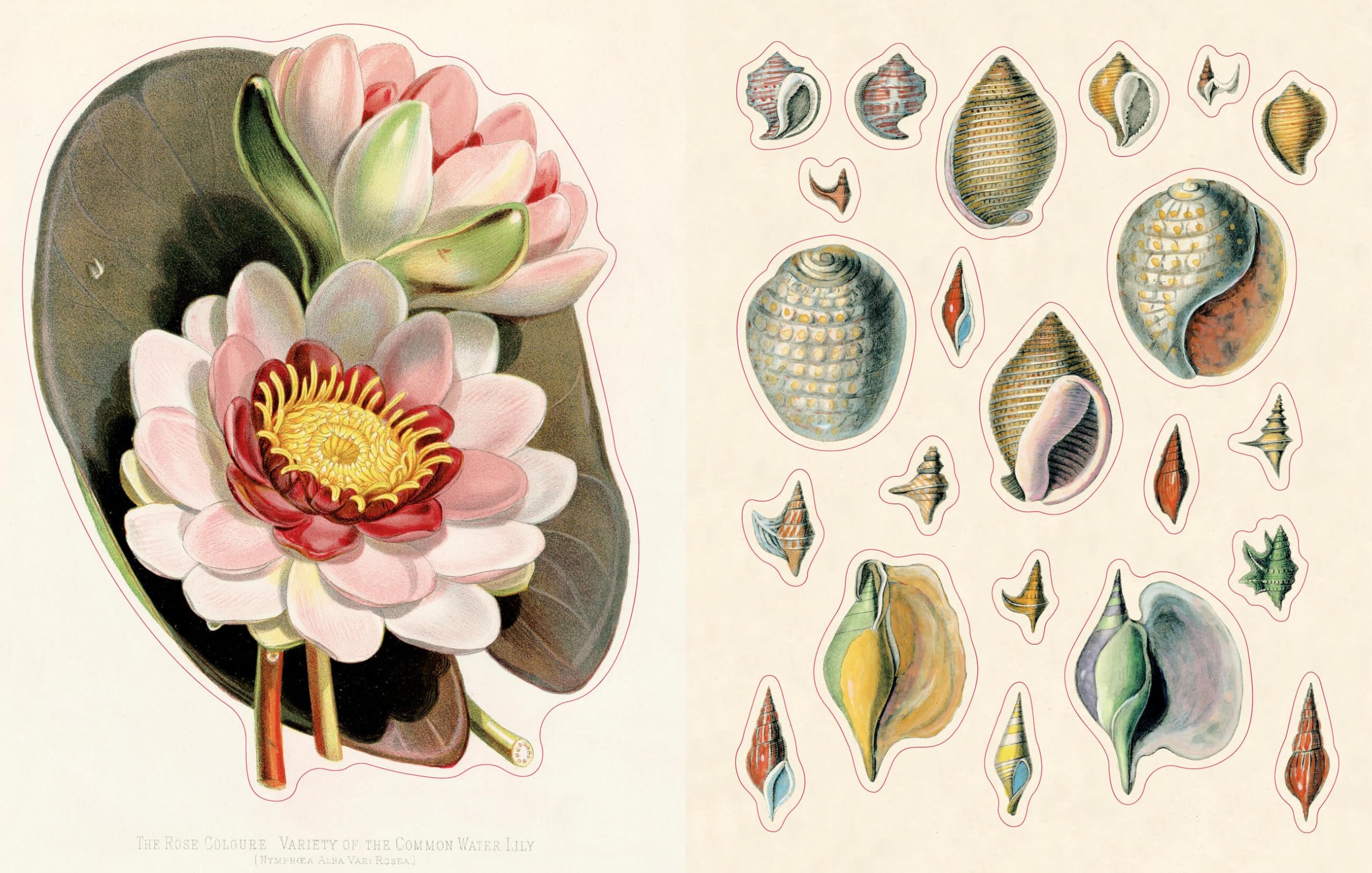 John Derian Sticker Book II /anglais