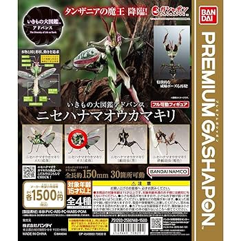 ニセハナマオウカマキリ雌　立体標本 ニセハナマオウカマキリ雌 立体標本