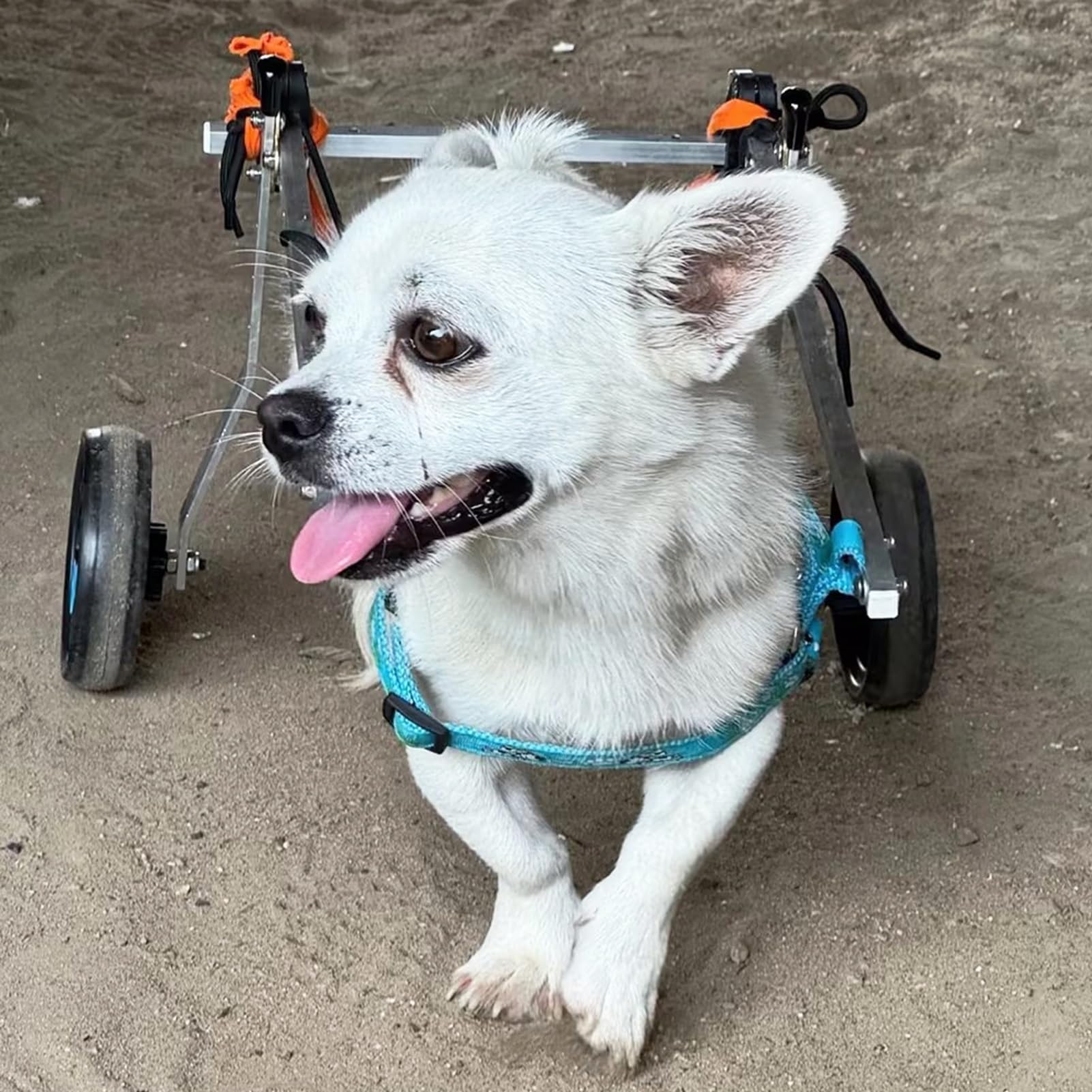 Generico Carrozzina per Cani di Piccola, Media e Grande Taglia e Gatti - Carrello Leggero a 2 Ruote per la Mobilità degli Animali Domestici, Supporto in Metallo per Zampe Posteriori deboli, ausili PE
