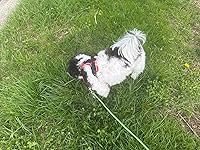 Review Image by Honest Dad Review