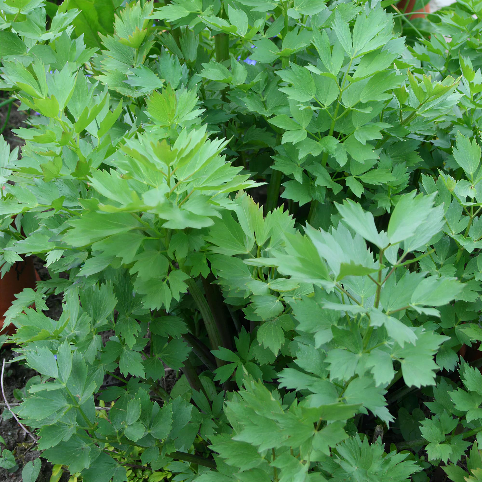 Lovage Common - 1 Plant - Garden Kitchen Herb for Cooking Planters in 8cm Pot