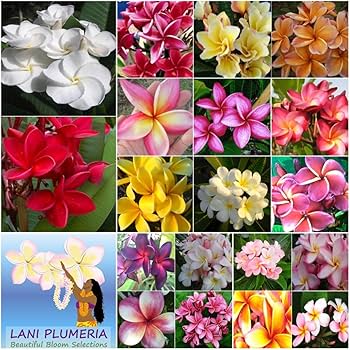 ＳＹ　^ ^ プルメリア　3種セット　5号　3本立ち　4本立ち2 組み合わせ変更可能^ ^ プルメリア 3種セット 5号 3本立ち 鉢花