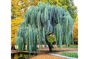 Chilean Weeping Blue Atlas Cedar