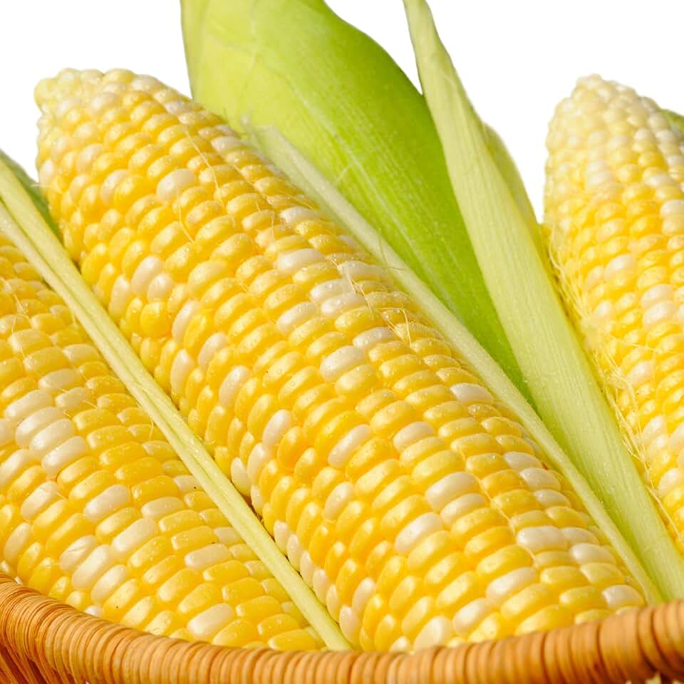 кукуруза - zea mays l. кукуруза хони бентам f1. кукуруза фао 140 росс. кукуруза сахарная кубанская сахарная 210. трансгенная кукуруза и соя.