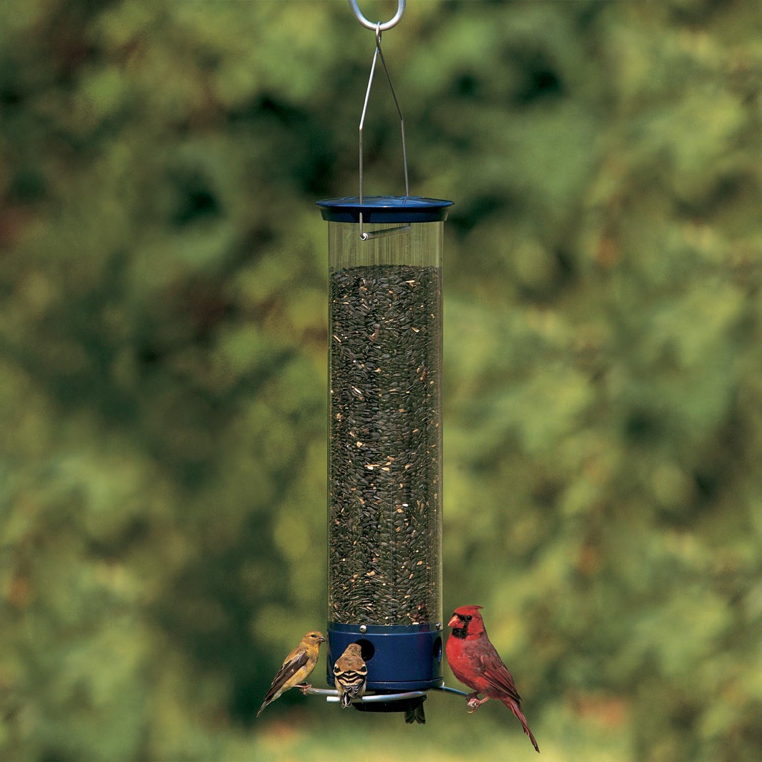 Droll Yankees 21964205201 787461785928 Squirrel Proof Bird Feeder, Yankee Whipper, 28-Inch, 4 P, Evening Blue