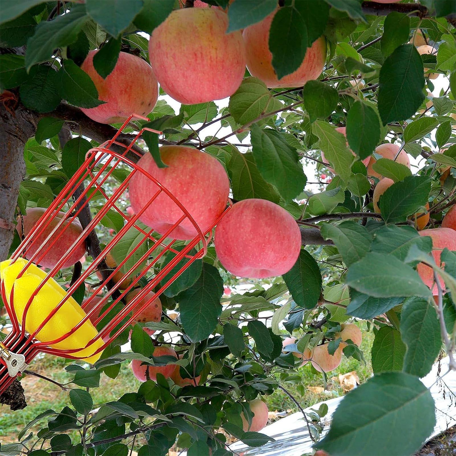 Perche de cueillette de fruits avec panier – Extension télescopique en