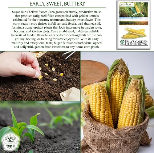 Miniatura 5 de Sugar Buns - Semillas de maíz dulces amarillas (Zea mays) – Más de 50 semillas sin OMG y reliquias de Isla's Garden Seeds, orejas de maduración