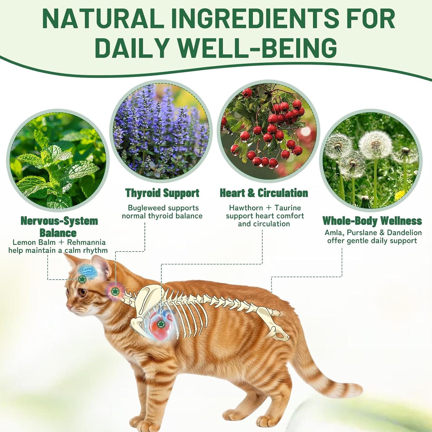 Thyroid Support for Cats - Effective Appetite Stimulant and Weight Gainer,Helps Balance Metabolism and Promote Healthy Weight Gain for Cats,Vet-Formulated Herbal Supplement–with Bugleweed, Lemon Balm