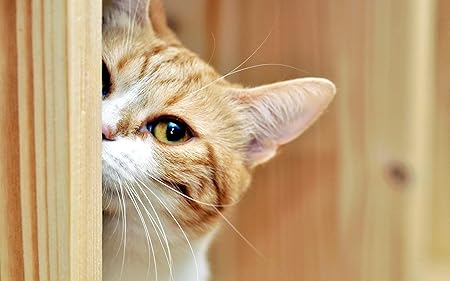 Amazon ジグソーパズル1000ピース Shimaierレトロおとぎ話面白い 可愛い動物猫 大人と子供のパズル プレゼント おもちゃ おもちゃ