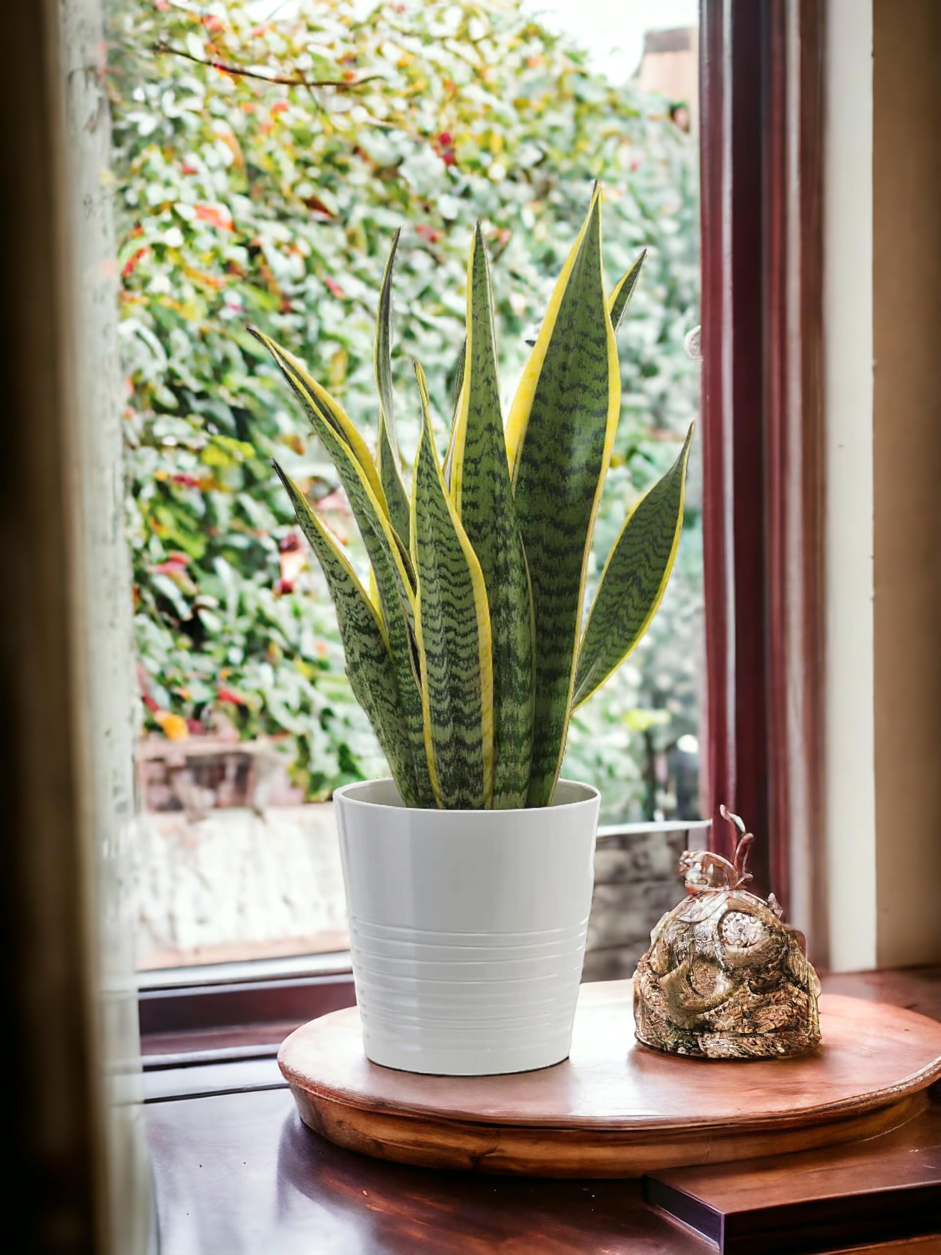 See full amazon price history chart for Snake plant for home decoration, Indoor - Plant for Office, Bedroom, Living Room, Dining Room, Nursery (Pack of 1) Snake plant for home decoration, Indoor - Plant for Office, Bedroom, Living Room, Dining Room, Nursery (Pack of 1) (B0D6RBVZ2T) Amazon Price History, Amazon Price Tracker