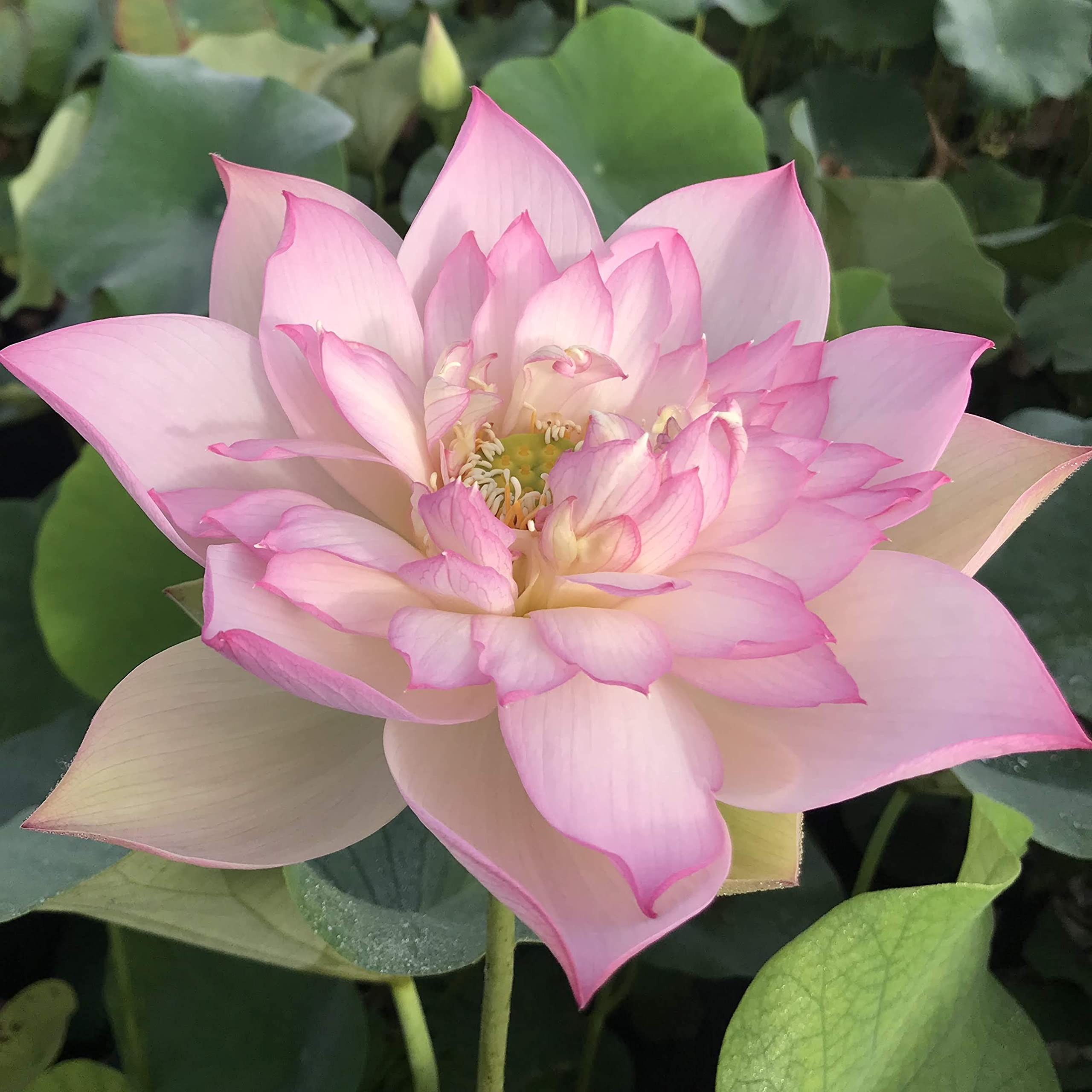 Aiden Gardens Rare Pink Double Bowl Lotus Nelumbo nucifera 20 Fresh Seeds For Planting (B09DNNPRW4) Amazon Price History, Amazon Price Tracker