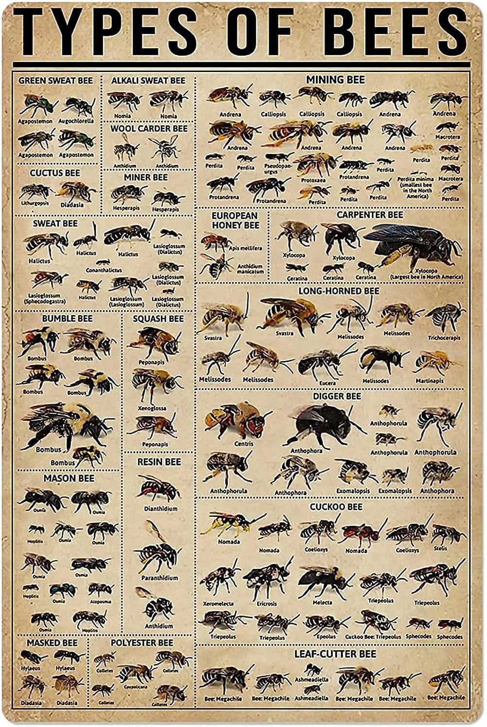 Types Of Bees Knowledge Metal Tin Sign Bees Poster Restaurant Cafe Living Room Kitchen Office Garage Art Wall Printing Plaque es 8x12 Inch