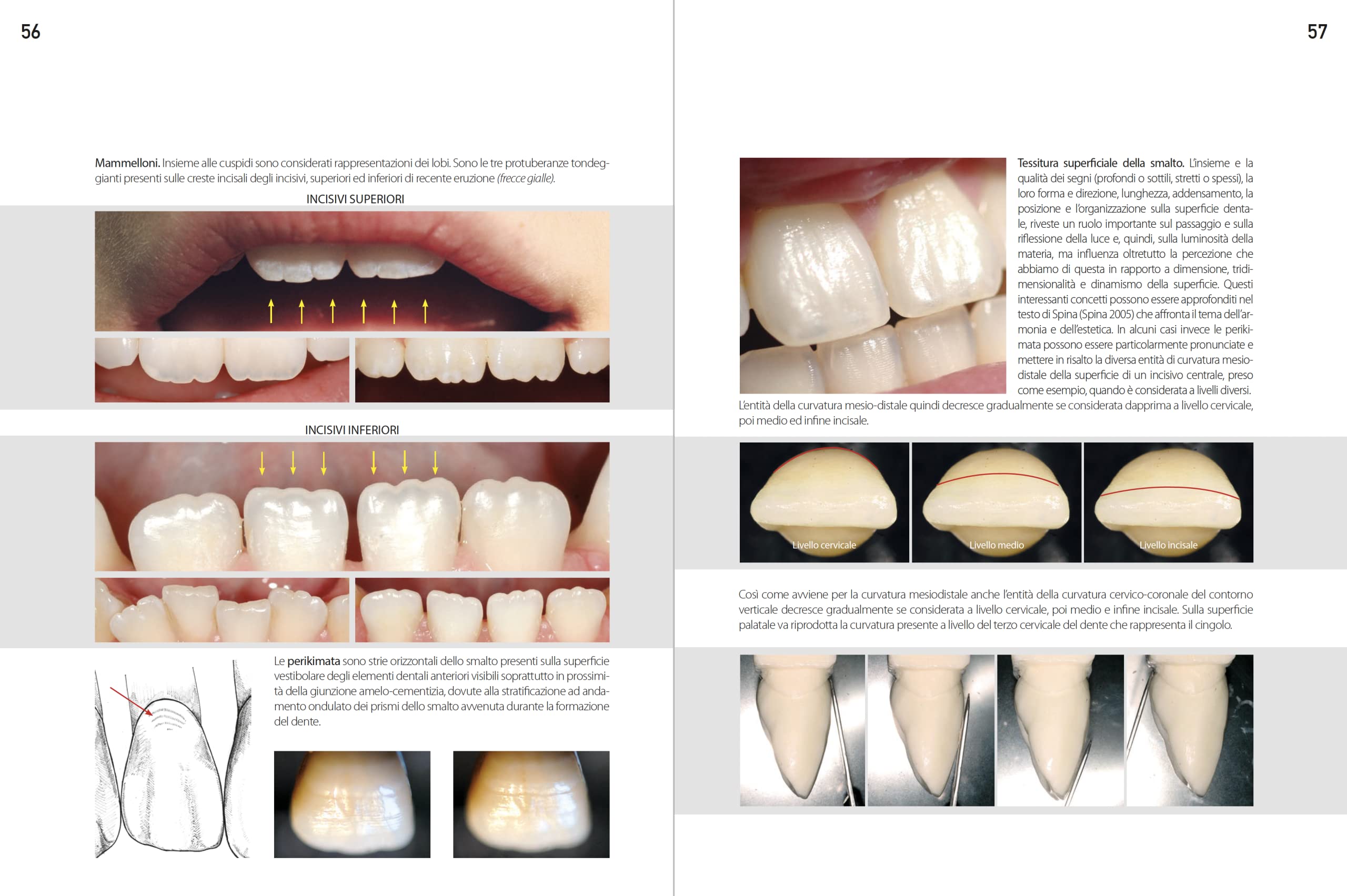 Morfologia dentale. Estetica e funzione