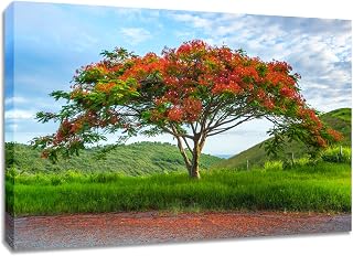 Royal Poinciana Canvas Wall Art. Flamboyant Tree Blooming Picture Photography Print. (24x40x1.5 inch)