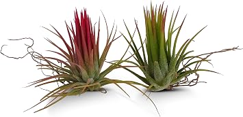 Tillandsia Ionantha Fuego Air Plants 2 Pack True Fuego