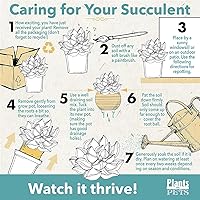 Vista 7 de Plantas de cactus viven en maceta de arcilla, cactus vivo en maceta en tierra de cactus, mini cactus vivos, plantas suculentas vivas, cactus vivos