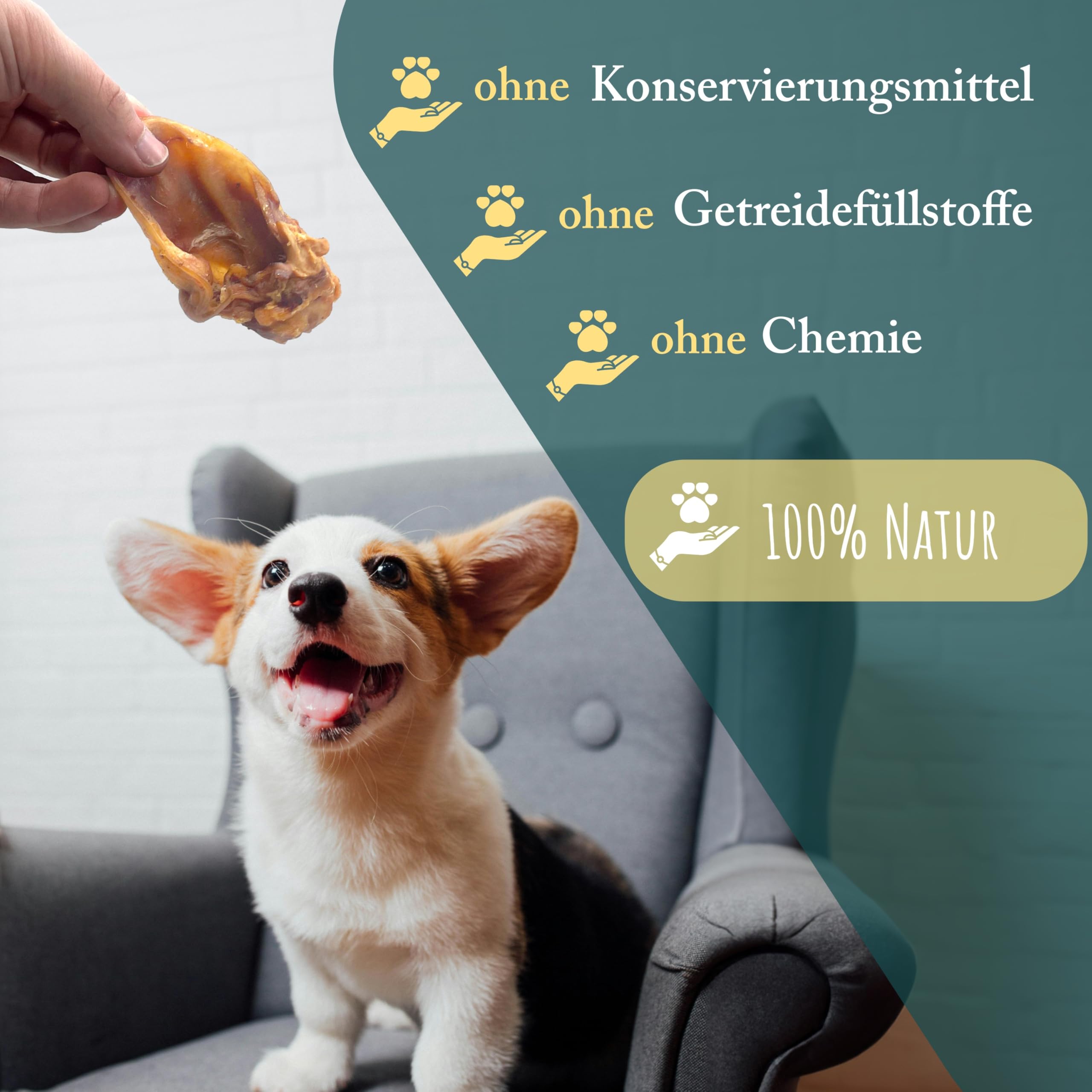 Conchas de cerdo secas para perros, 1 kg, 100% cerdo, masticables, comida para perros, barf, golosinas de Wuffsnacks