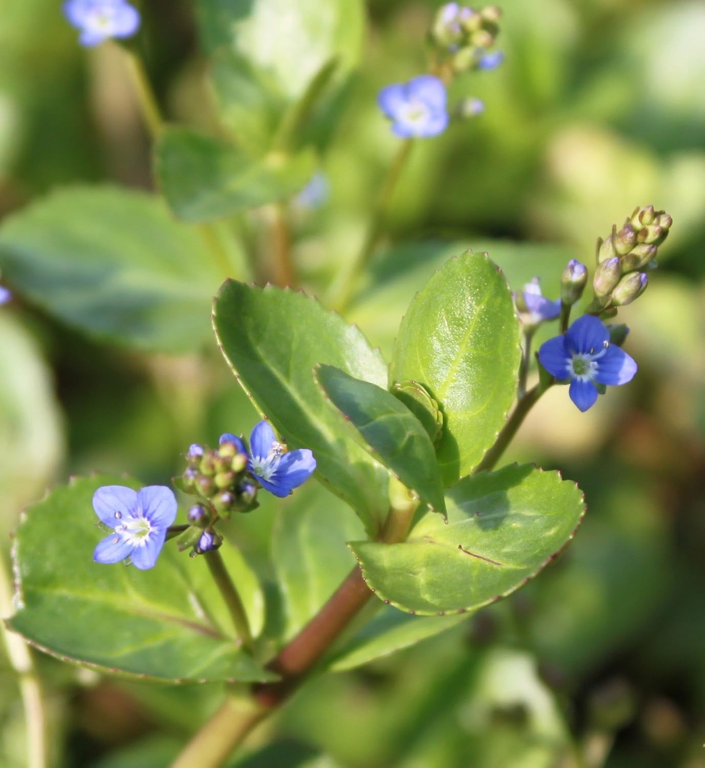 2erSet Veronica beccabunga winterhart Bachbunge Ehrenpreis