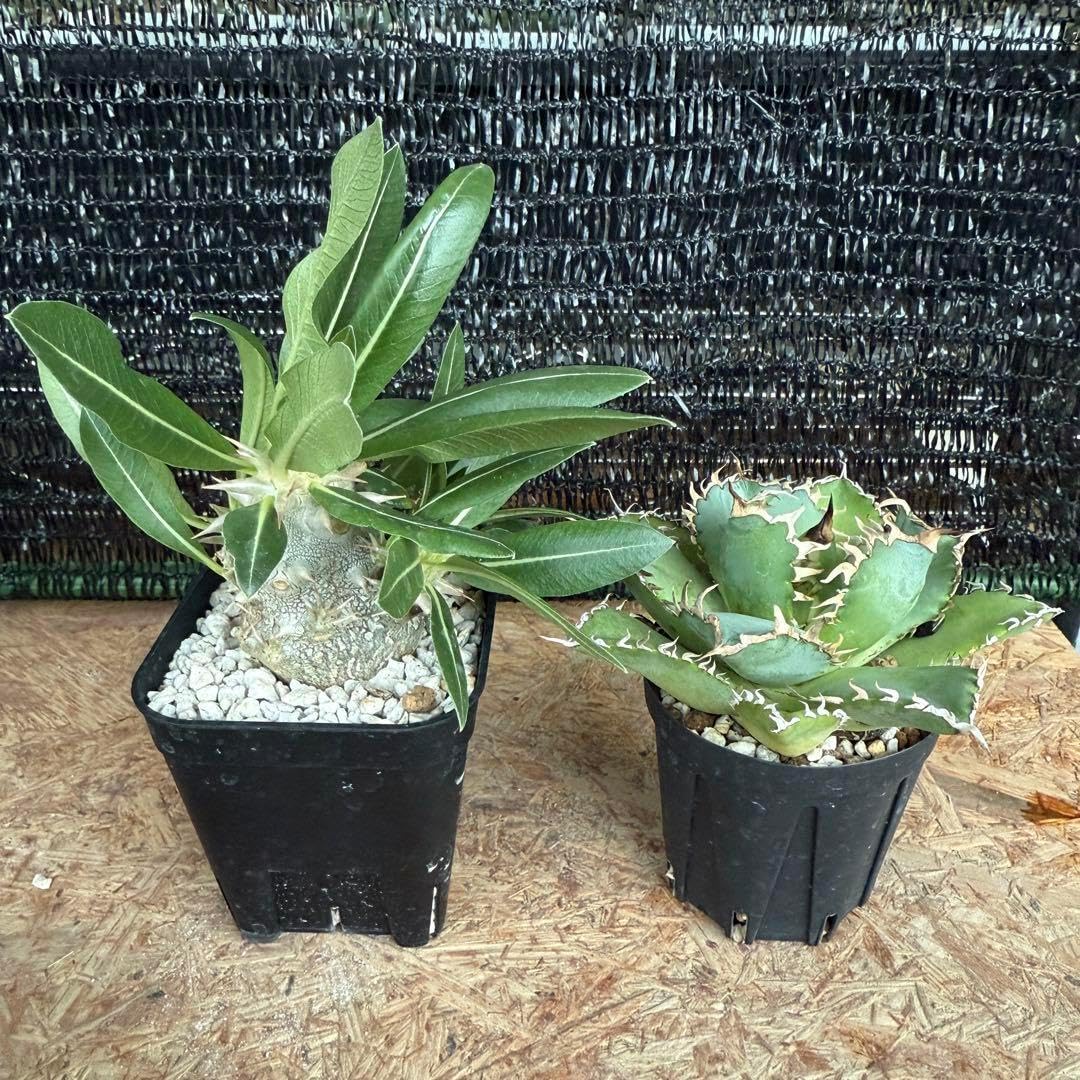 lepanthes gargoyla レパンテスエクアドルパルダリウム大株 lepanthes