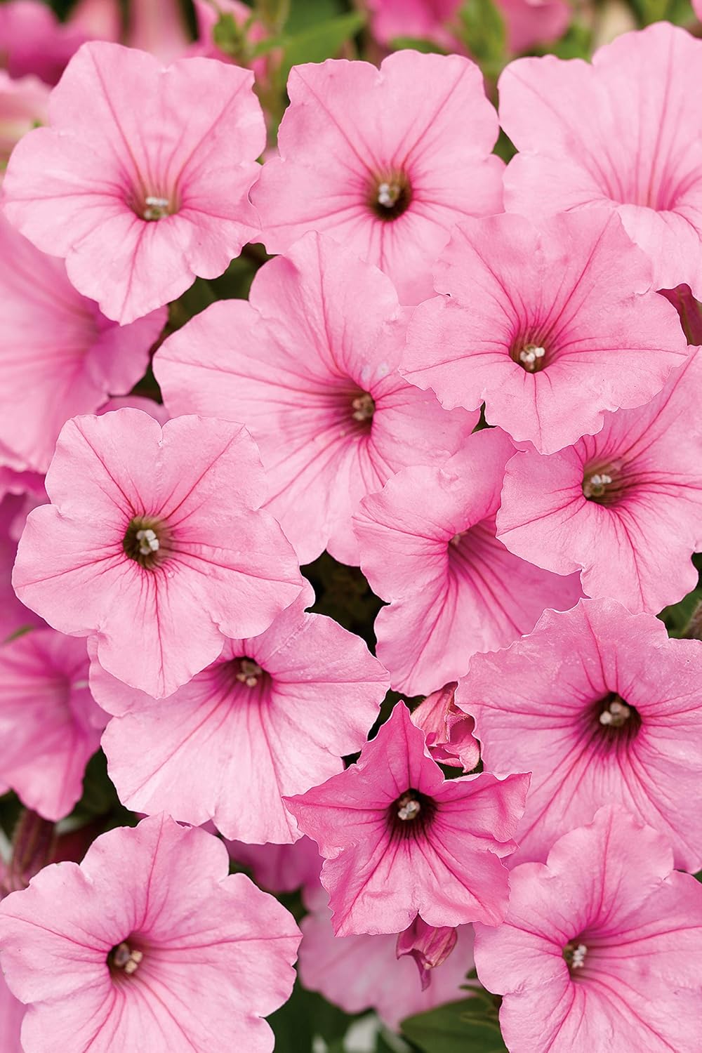 Proven Winners SUPPRW4007524 Petunia Supertunia Vista Bubblegum, Live Plant, 4-pack 4.25 in. Grande, Pink Flowers