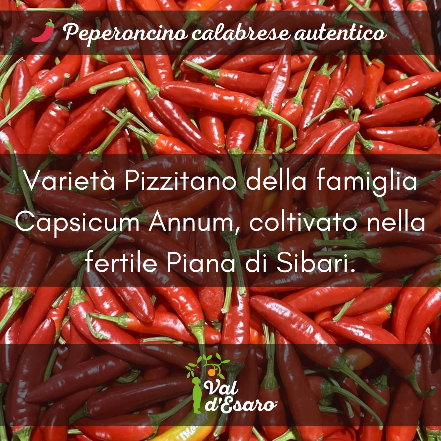 Peperoncino piccante fresco calabrese – 100% italiano – Raccolto a mano per massimo aroma e piccantezza – specialità tipica della calabria – Val D'Esaro - 1Kg