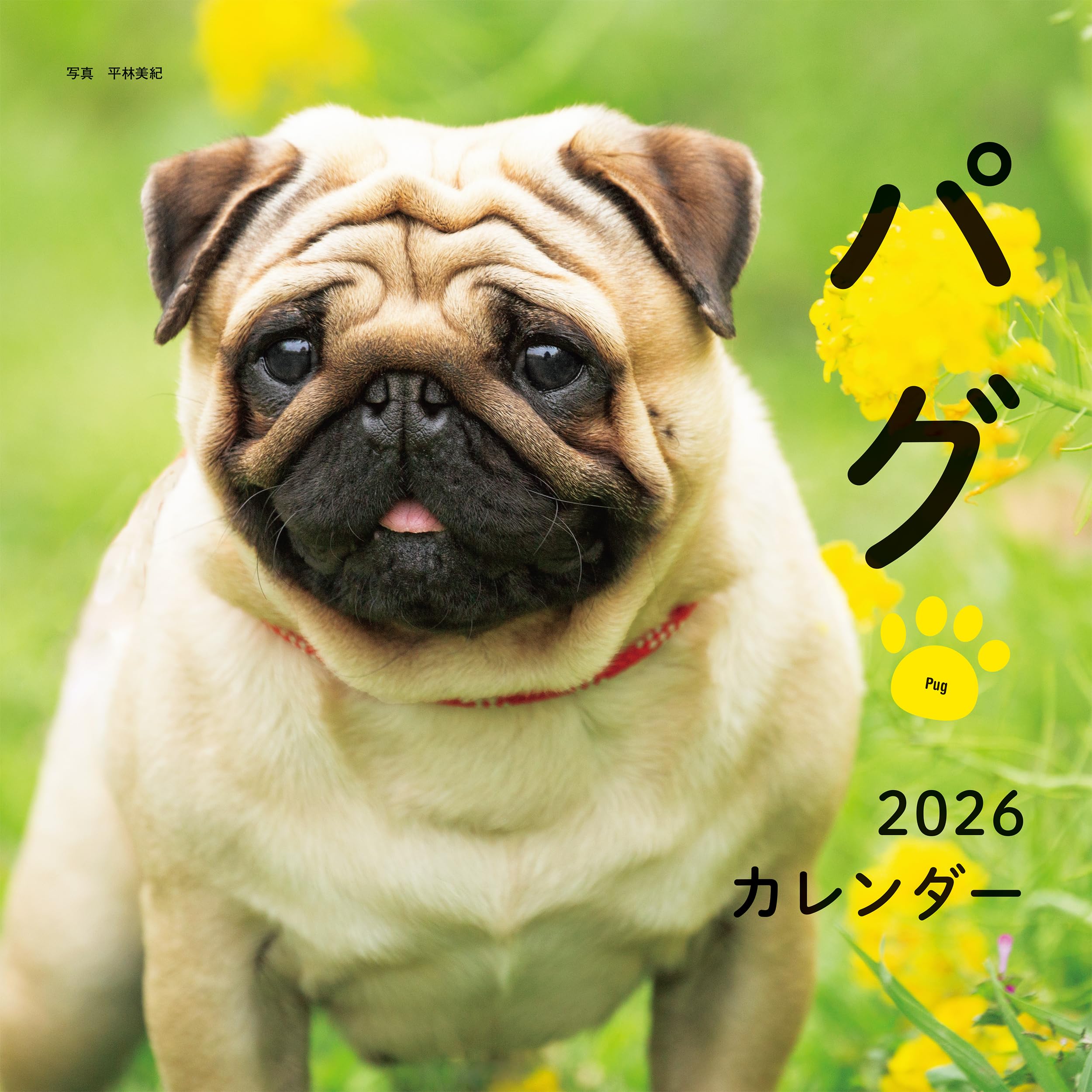 2026年カレンダー パグ (誠文堂新光社カレンダー) | 平林 美紀 |本