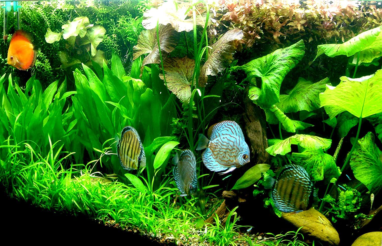 Amazon.com: Aquatic Discounts - 3 tipos de plantas de acuario