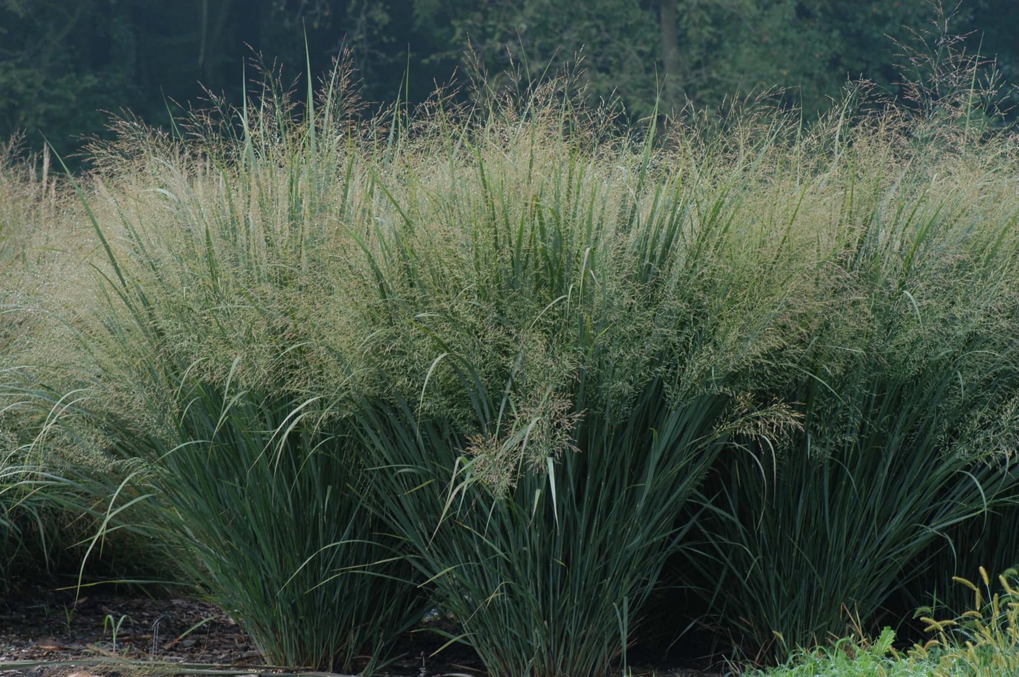 Stauden Gänge 10 x Panicum virgatum 'Cloud Nine' Blaue Riesen Rutenhirse
