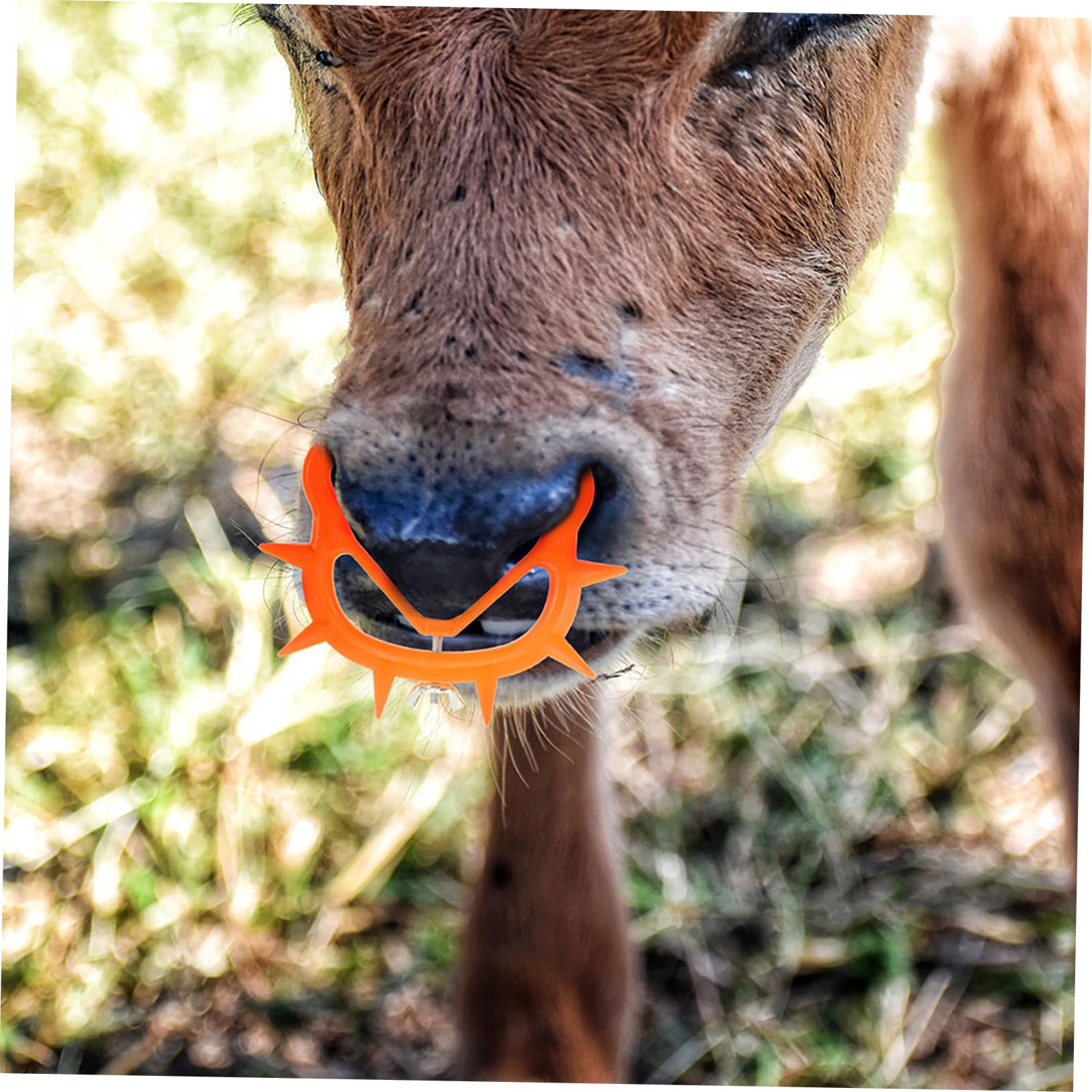 OFFSCH Unique Design Calf Weaning Nose Clip Weaner Clamp for Beef Cattle Farming