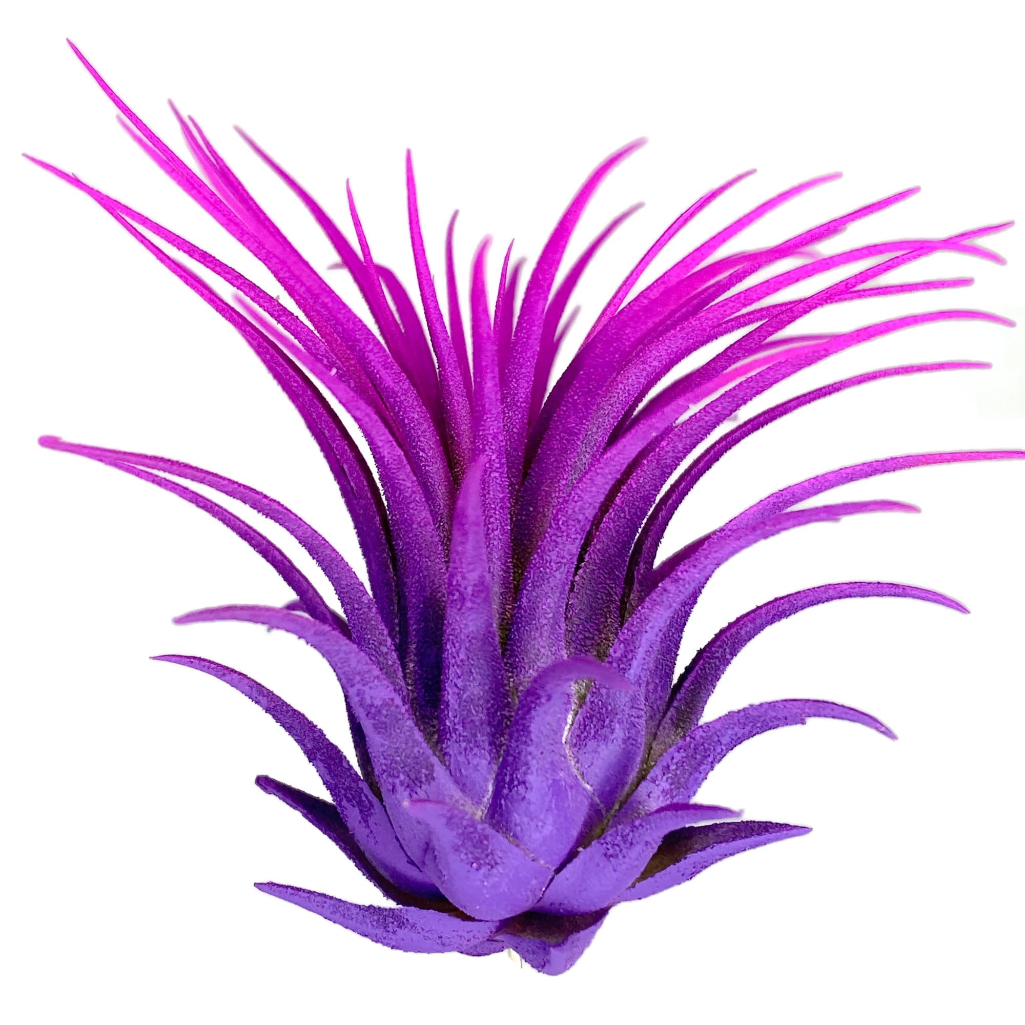 ブロメリア・エアープランツ Tillandsia 'Mixtec Rainbow' ブロメリア・エアープランツ Tillandsia 'Mixtec Rainbow' Amazon.com