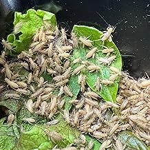 SI Market S Size 250 Pieces Post Delivery (Including 20% Mortality Compensation) 0.7~1 cm Producer Direct European Yellow Crickets with Safe and Secure Mortality Compensation (250 Pieces Post Delivery