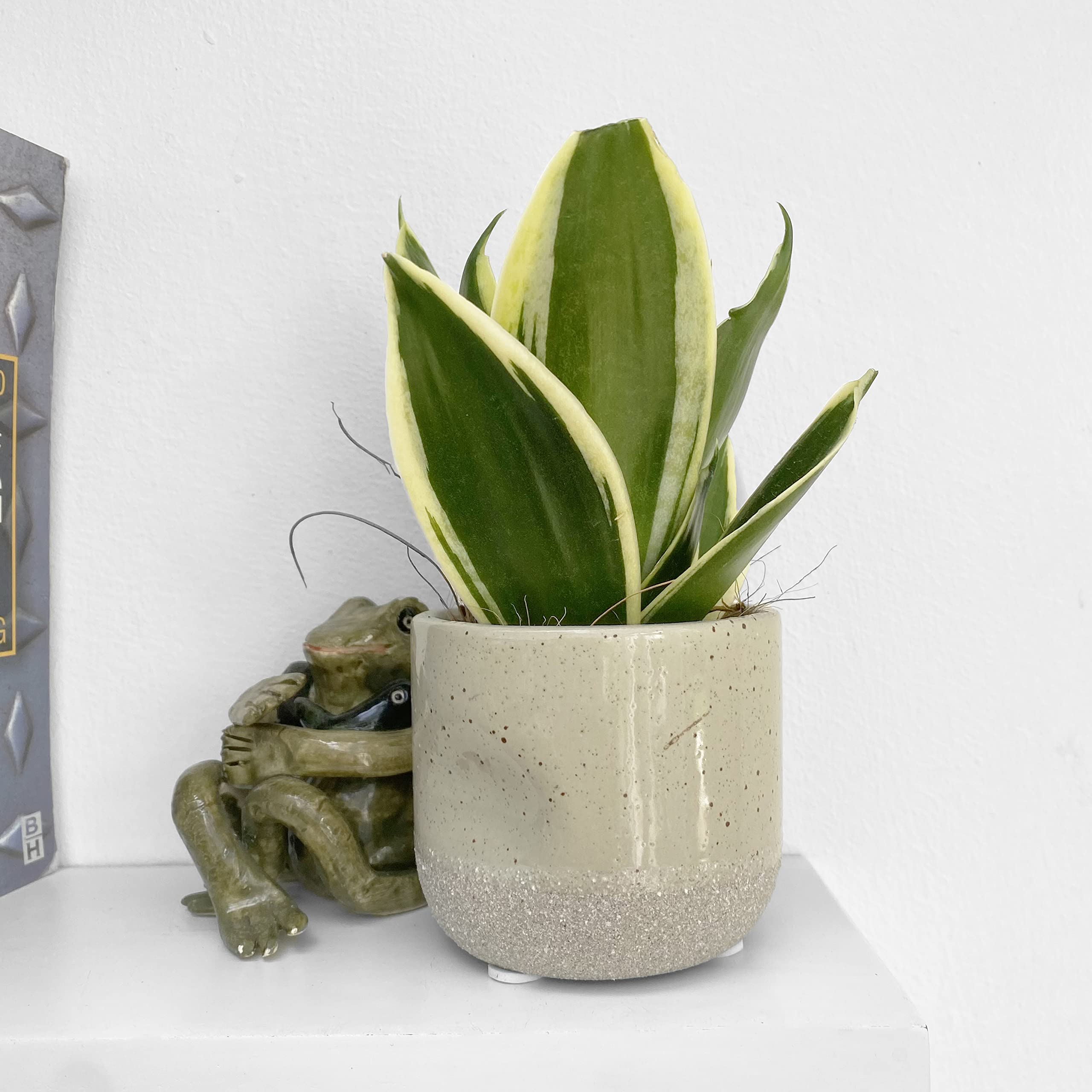 sansevieria moonshine variegated Sansevieria Moonshine Snake Plant