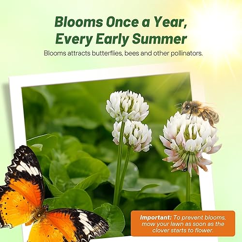 Miniatura 6 de Outsidepride - Semillas MiniClover blancas