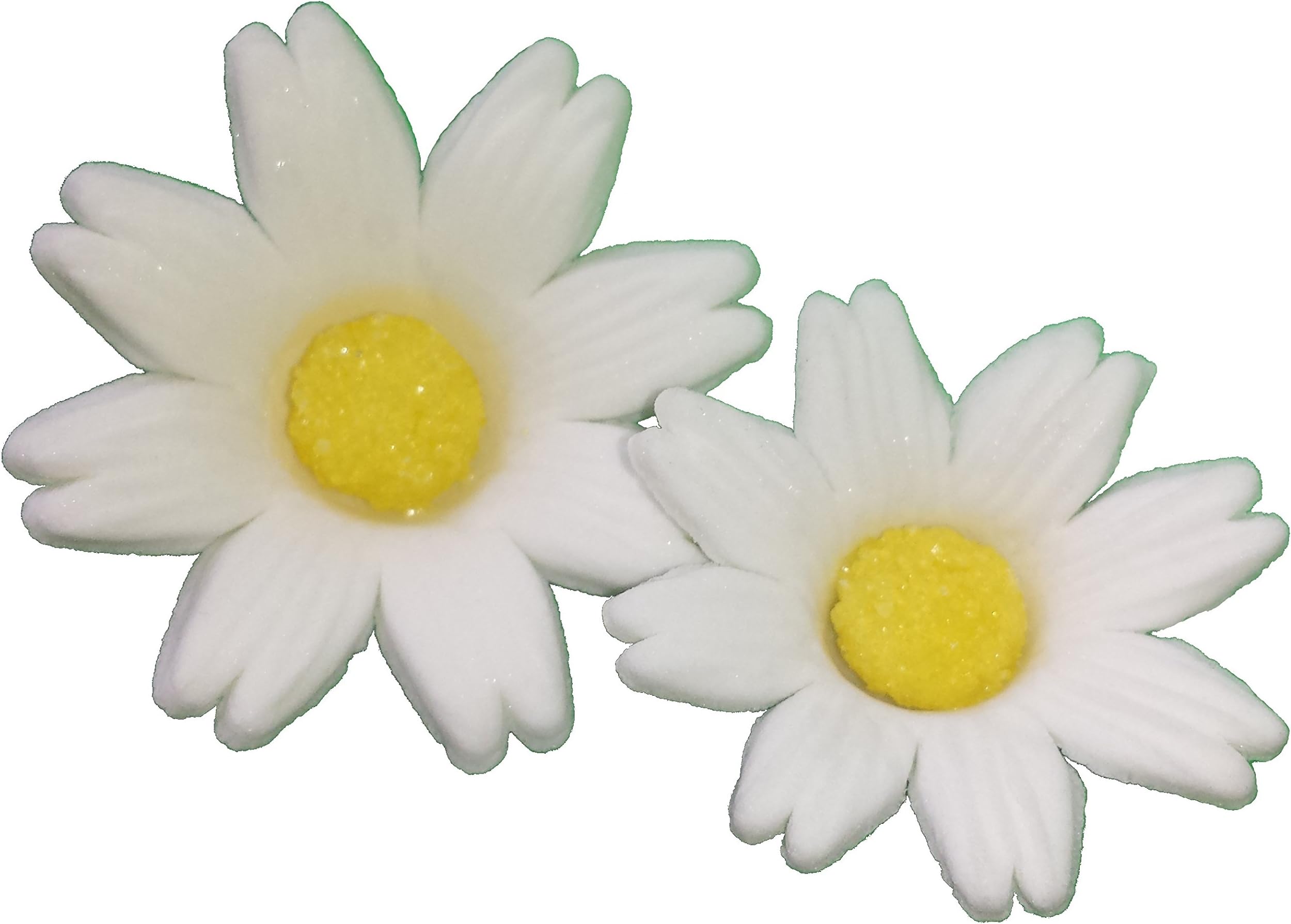 Sugar Daisies (Pastillage Icing / Fondant) - Flowers for Cake Decorating, White Petals with Yellow Center, 164 Total