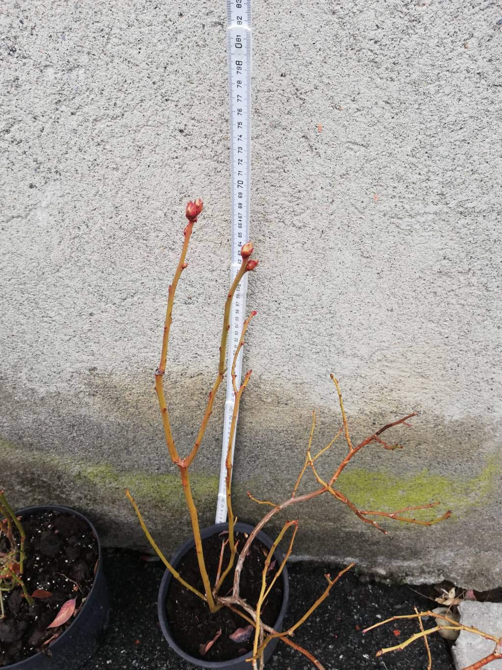 3 X MIRTILLO GIGANTE AMERICANO 2 ANNI, 3 MATURAZIONI 50-70CM