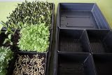 Plateau professionnel Deep Microgreen 1020 - Pas de trous - Lot de 10 - 5