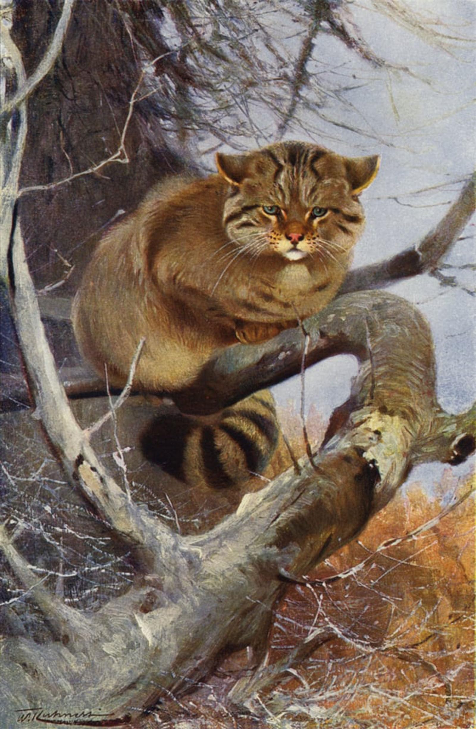 ARTXLXXBN Famous Prints Artwork Pictures Poster Painting Art Wild Cat by After Wilhelm Kuhnert Artwork Landscape Pictures for Home Decor 60x90cm
