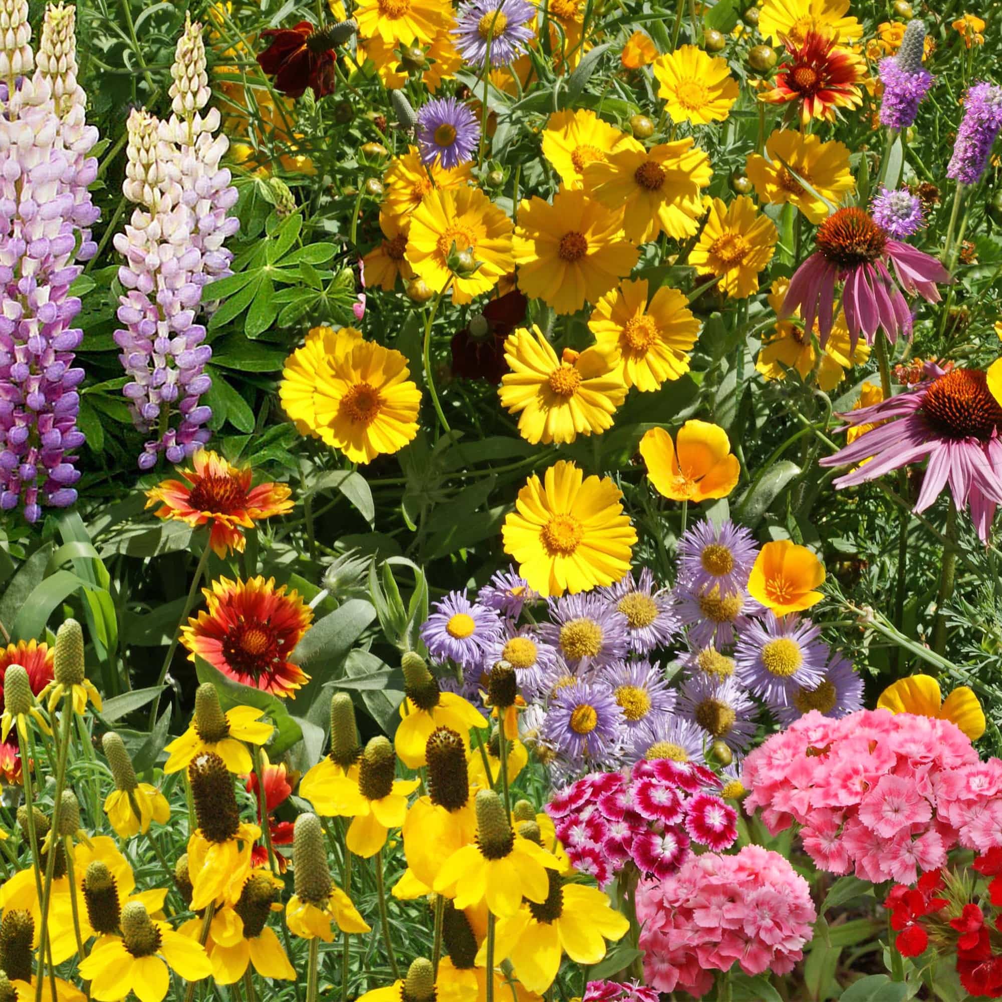 Ferry-Morse Perennial Wildflower Mix