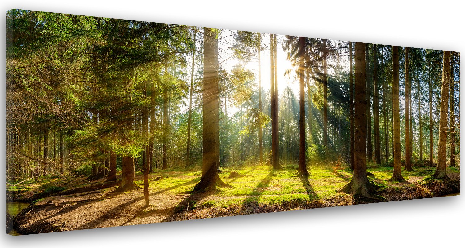 Feeby Cuadro En Lienzo Bosque Árbol Naturaleza 150x60 cm 1 Pieza Modernos Impresión Artística Calidad Fotografica Imagen Decoración de Pared Salon Dormitorio Cocina Oficina Pasillo Sol Verde Marrón