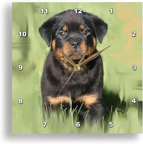 Miniatura 1 de 3dRose DPP_4372_2 Rottweiler Puppy Reloj de pared, 13 x 13 pulgadas