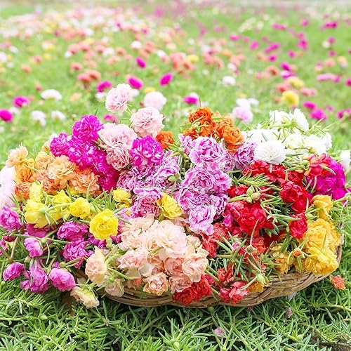 Miniatura 2 de Más de 5000 semillas mixtas de rosa de musgo para plantar, semillas de Portulaca Grandiflora, semillas tropicales de cobertura del suelo, tolerantes