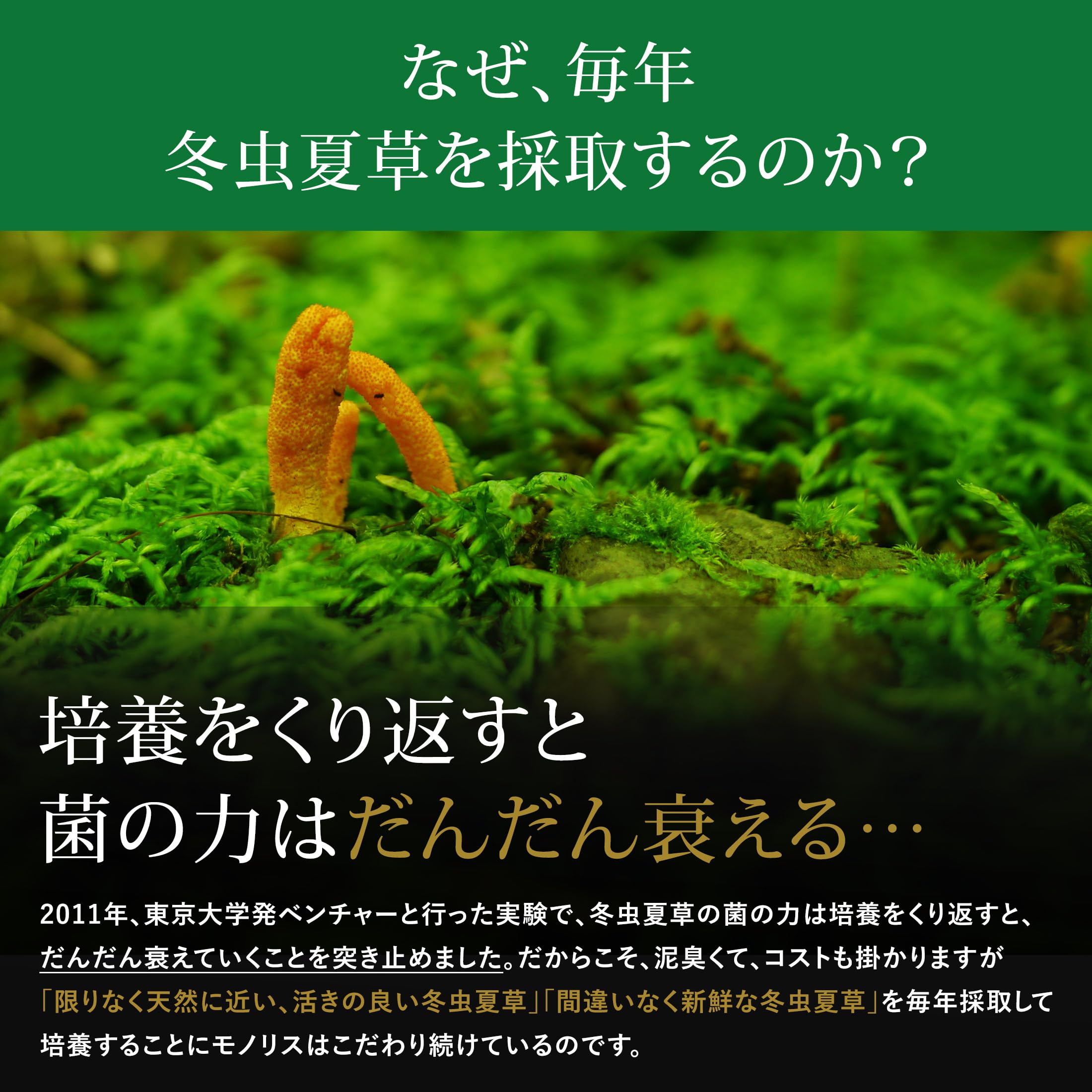 Amazon.co.jp: モノリス虫草 冬虫夏草 サプリ 日本産 サプリメント 