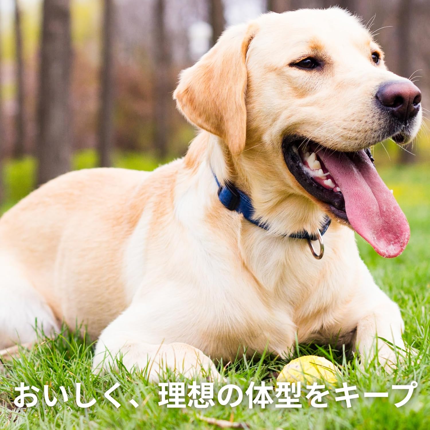 The Honest Kitchen Whole Food Clusters Human Grade Dry Dog Food - Grain Free Turkey 5 lbs