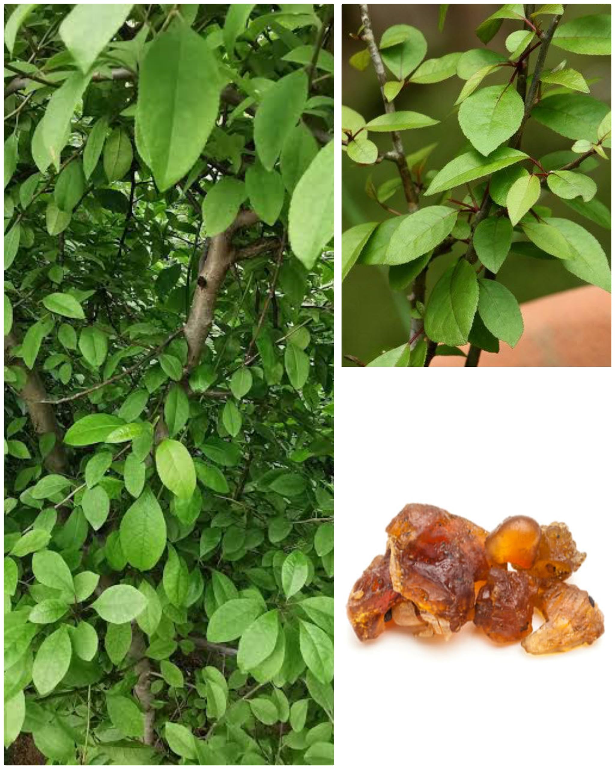 AGH_Guggul Plant | bdellium-tree | gugal | guggul | gugul | mukul myrrh LIVE Plant Pack of 1_3.5"×3.5"×15.5"