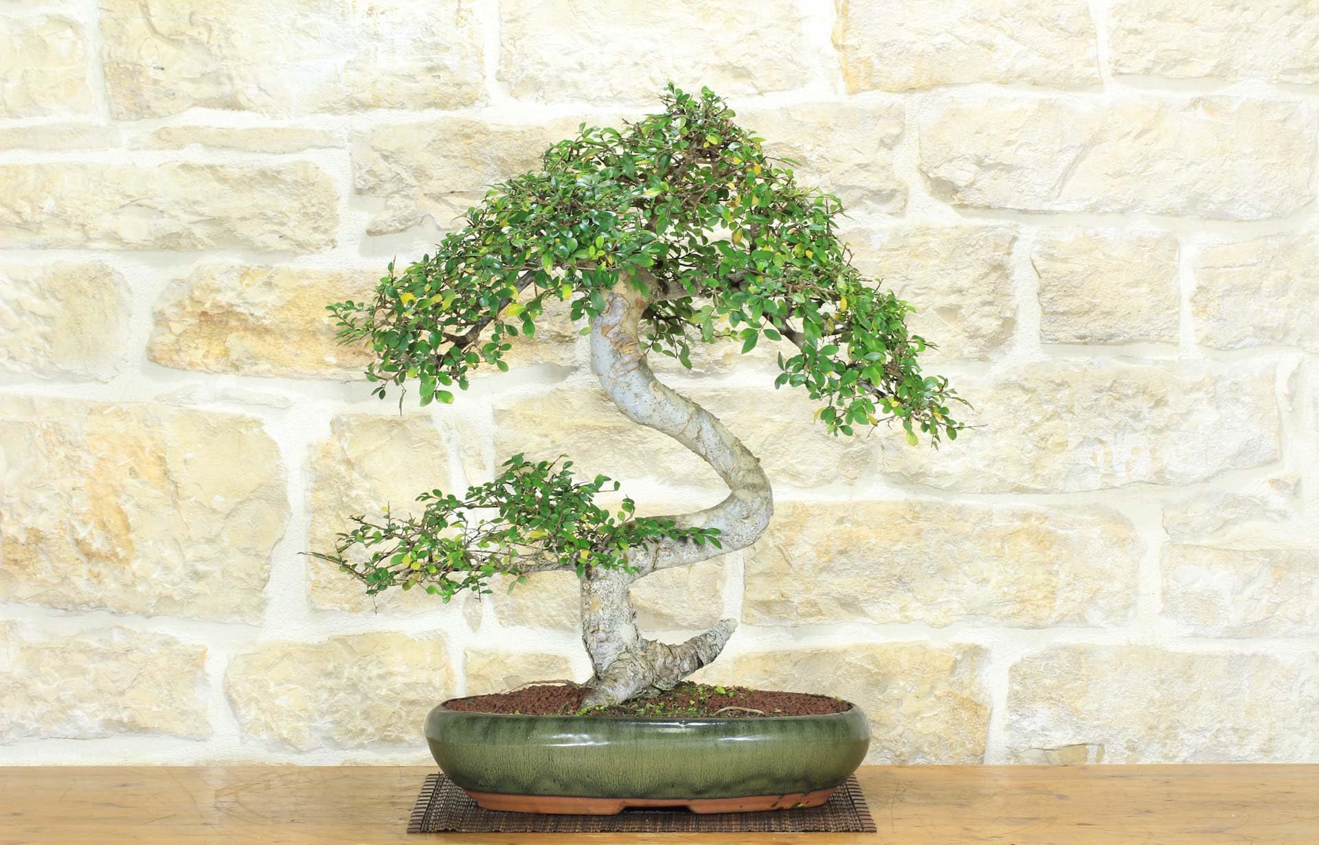 Bonsaï d'orme de Chine (149)