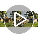 Lodou Artificial Cemetery Flowers Saddle-Shaped Tombstone Decorations,Large Headstone Flower Saddle,Rose Sunflower Memorial Flowers (Purple) image 8