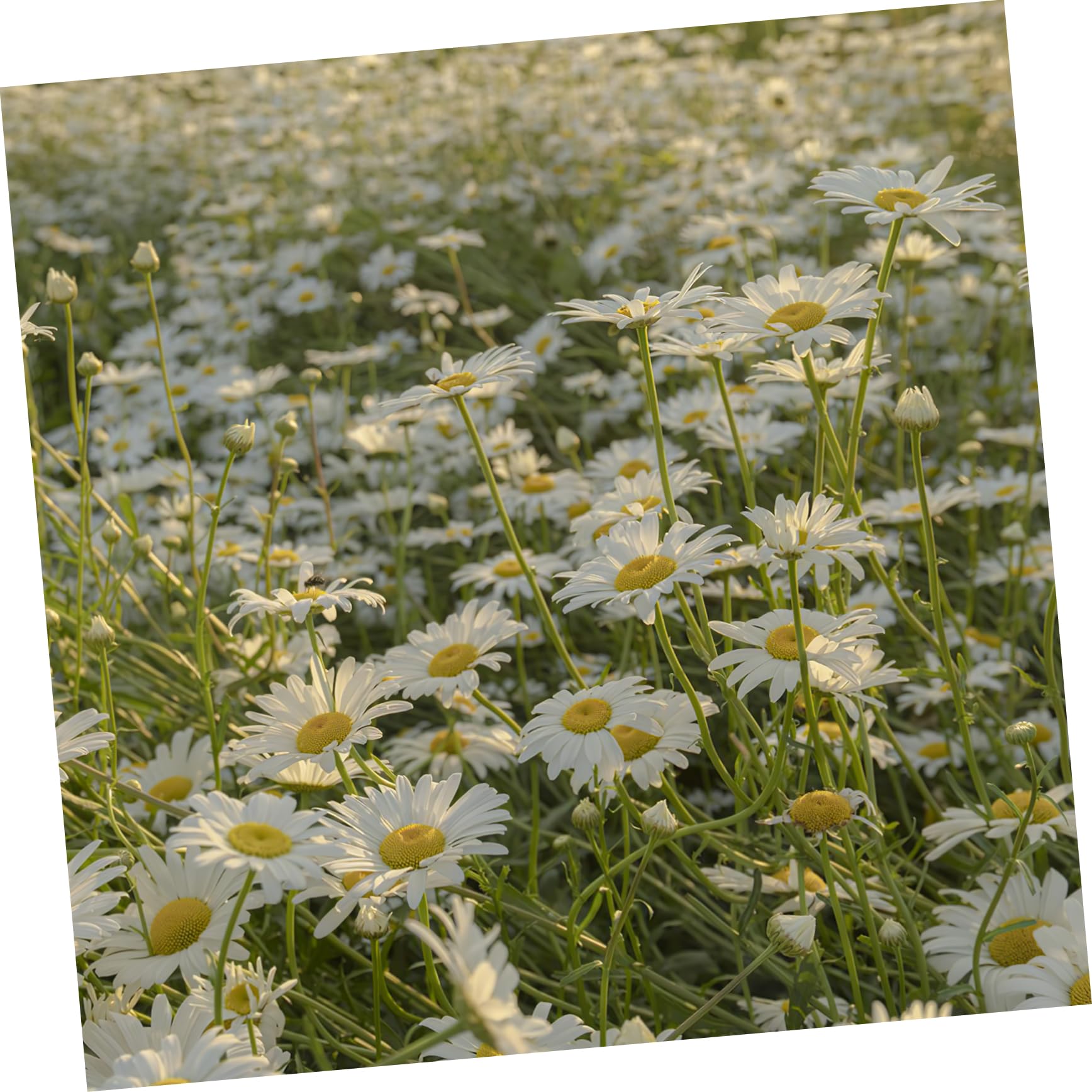 FUNOMOCYA 5pcs PVC Sprayer Connector Misting Nozzles Garden Sprinkler Nozzles Cooling Systems for Outdoor Use